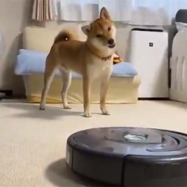 柴犬の前でルンバを起動した結果→「仕草がかわいすぎる」「はてはてふむ〜？」