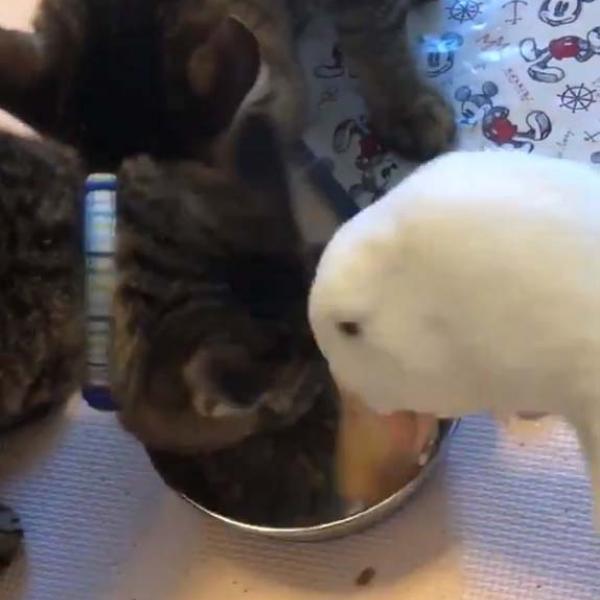 猫とアヒルが一緒に食事した結果→「食べるスピードに不公平感ある」「くちばし有利すぎ」