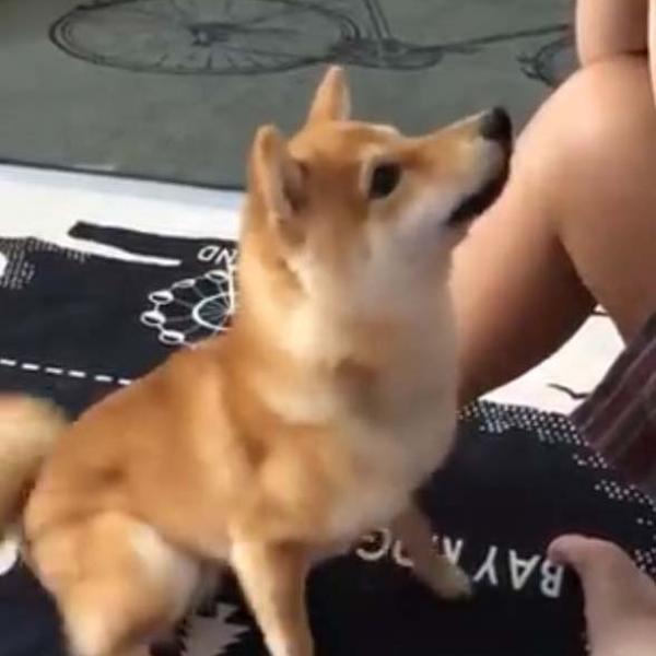 柴犬が「待て」をした結果→「落ち着きないけど、一応待ててます」「お手手パタパタ」