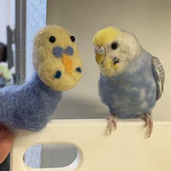 羊毛フェルトでインコを作った結果→「友達にめっちゃ笑われた」「体はネギみたいになるのが面白い」