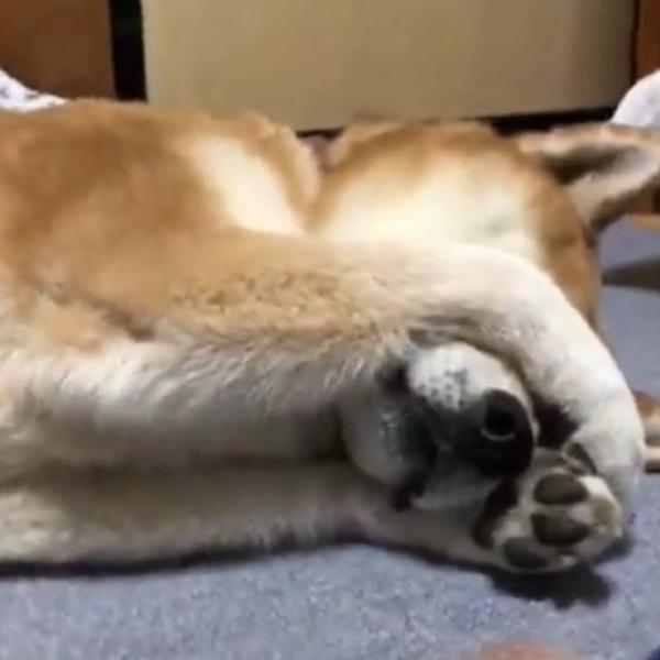 柴犬が目隠しして寝落ちる姿に「まぶしかった？」「萌えポーズ炸裂」の声