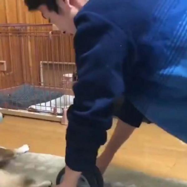 柴犬の“我が道を行く”姿に「腹筋ローラーに轢かれる危険をおかしてまで」の声