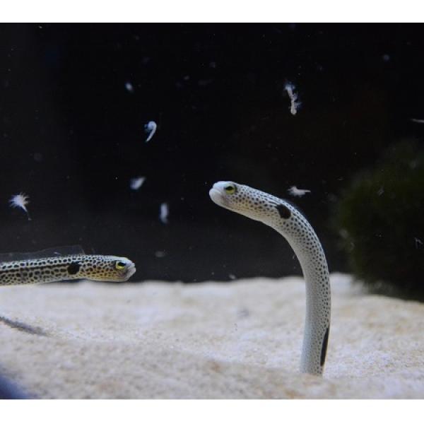 11/11はチンアナゴの日！京都水族館でチンアナゴの魅力を満喫
