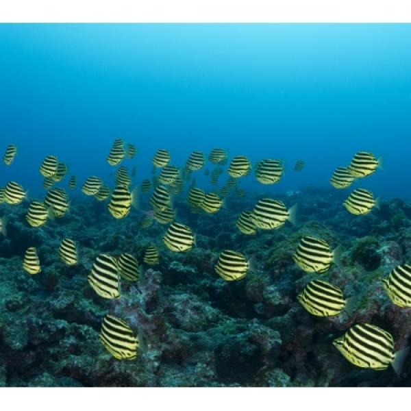 ほぼ手ぶらでOK！南房総でダイビング＆グランピングを楽しもう