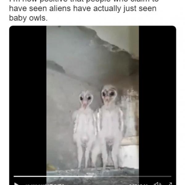 「エイリアンだよエイリアン！マジで！」　“エイリアンにしか見えない”生物の正体とは？