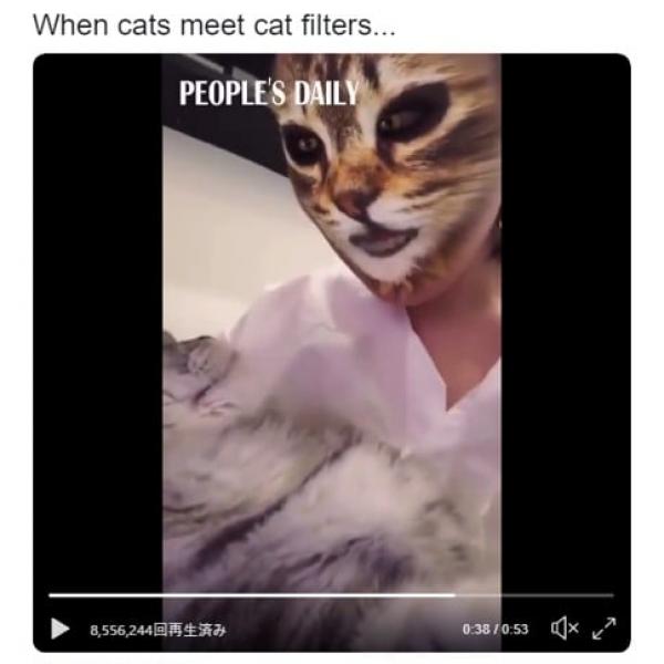 ネコ顔フィルターで変身した飼い主を見た時のネコのリアクション　「目に見えてわかる動揺」