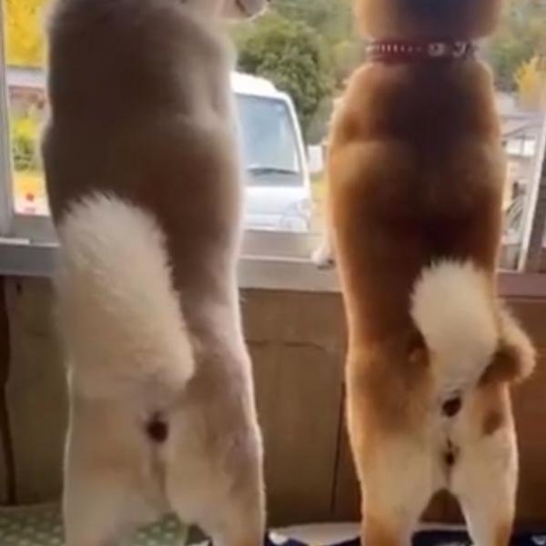 柴犬が2匹で警備した結果→「素晴らしいシンクロ具合」「背筋ピーン」