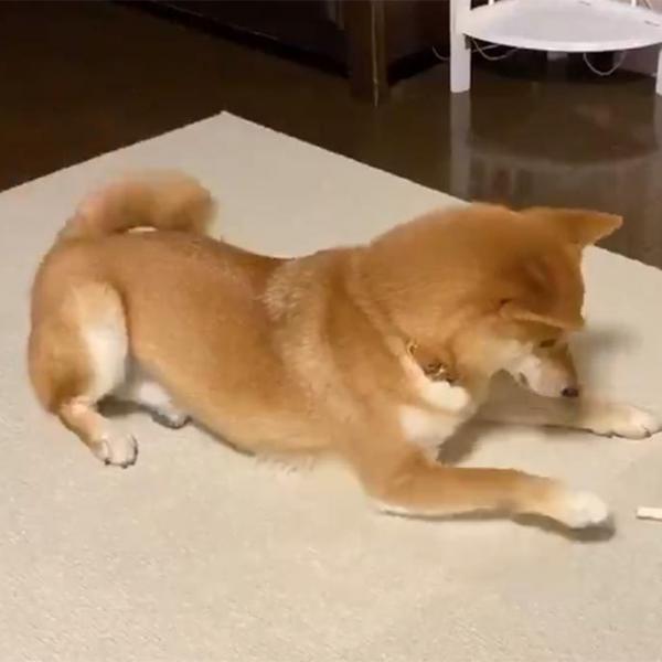 柴犬がオヤツで遊ぶ動画に「しっぽがずっとフリフリしてるのがまた可愛い」「結局食べるんかい！」の声