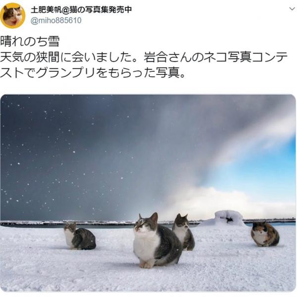 「天気の狭間に会いました」 北の大地にたたずむニャンコたちの写真が幻想的