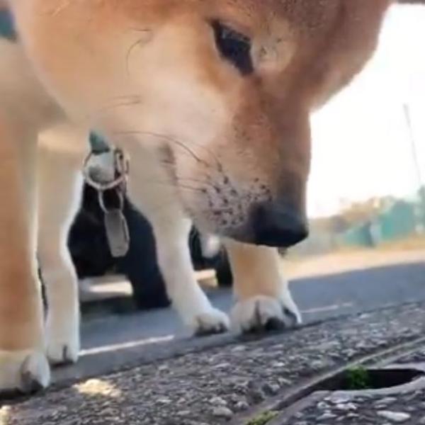 柴犬がマンホールの中をのぞきこむ動画に「マンホールに何が？」「まさか…イットそれが見えたら…」の声