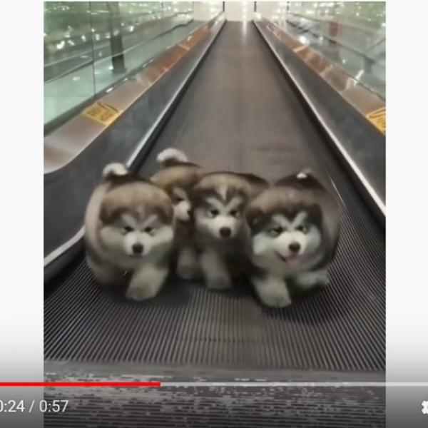 動く歩道と仔犬とビージーズの名曲がこれほど癒し効果があるとは　「この幸福こそ世界に必要なもの」