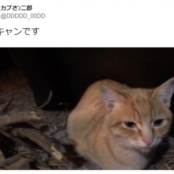 オトモアイルーかな？　猫だらけのソロキャン動画が羨ましすぎ　「全然ソロじゃないw」の声