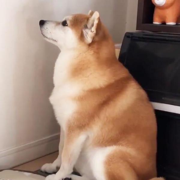 柴犬がいじけると？　動画ツイートに「いじけ方もなんて可愛いの」「寂しかったんだね」の声