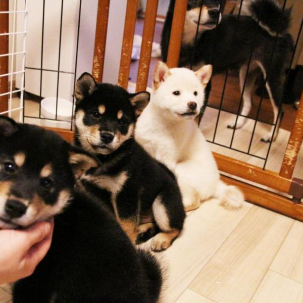 柴犬たちにメロメロ！ 人気柴犬アカウント「黒柴りつ」さんに写真使用許諾の御礼に行ってきたぁぁあああッ！