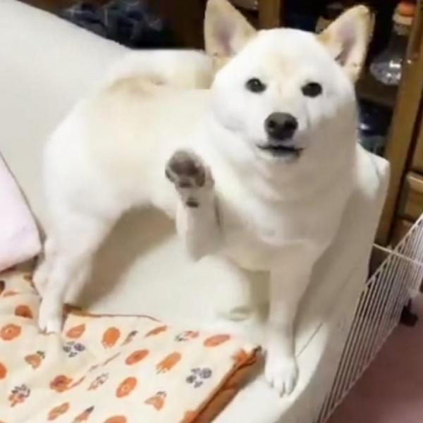 柴犬に仕事に行く準備をする姿を見せた結果→「なんで行くの！行かなくていいじゃない！」「休みましょ〜」