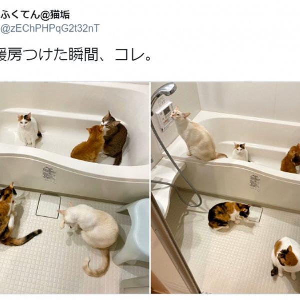 これが噂のニャン盤浴!? お風呂に大集合するニャンズが可愛すぎて癒やし効果抜群