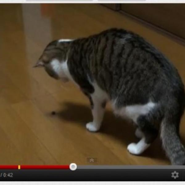 カメムシの匂いにクサッ！って反応をする猫