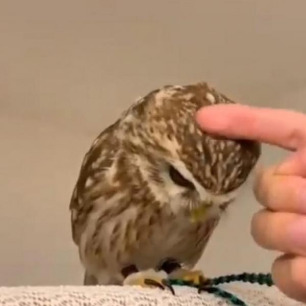 コキンメフクロウが“撫で待ち”した結果→「要求する仕草可愛いすぎませんか？」「もはや猫」