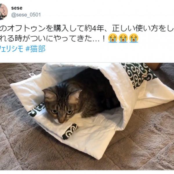 愛猫のために購入した「猫用布団」、約4年の歳月を経てついに……！ 感動的瞬間が話題