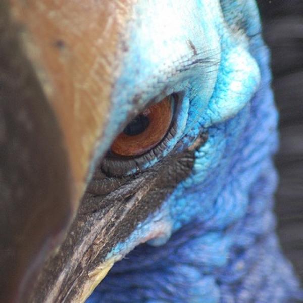 危険指定動物　ヒクイドリが秋田県で逃走　出会ったらどうすればいい？