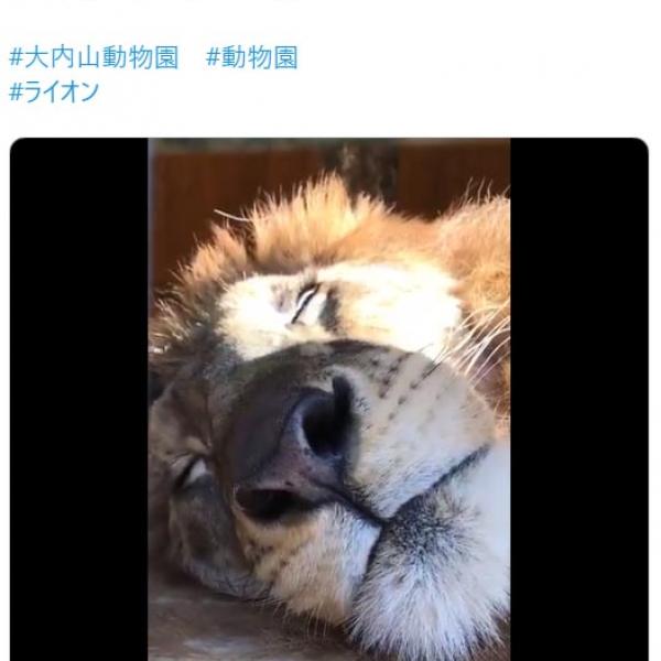 ライオンのお昼寝姿に「抱っこして一緒に寝たい」「近い〜！」の声
