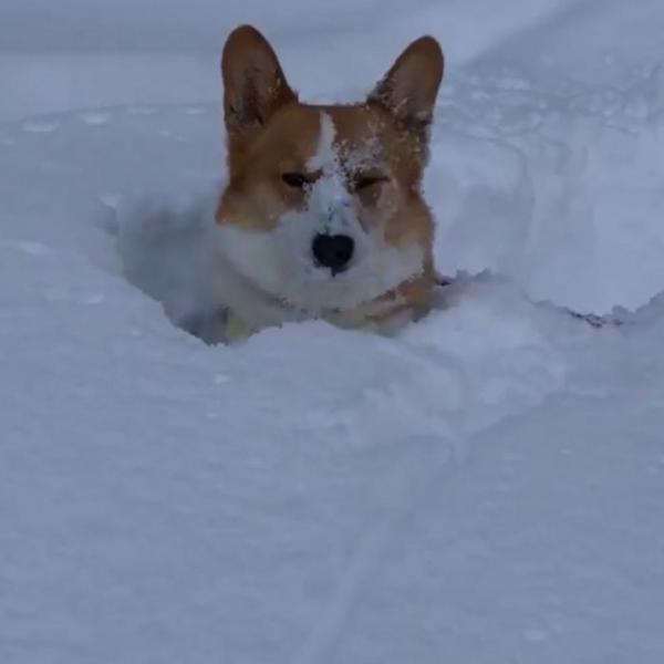 コーギー犬が「雪に飛び込んだら深すぎて心が折れた」　哀愁漂う表情が話題に