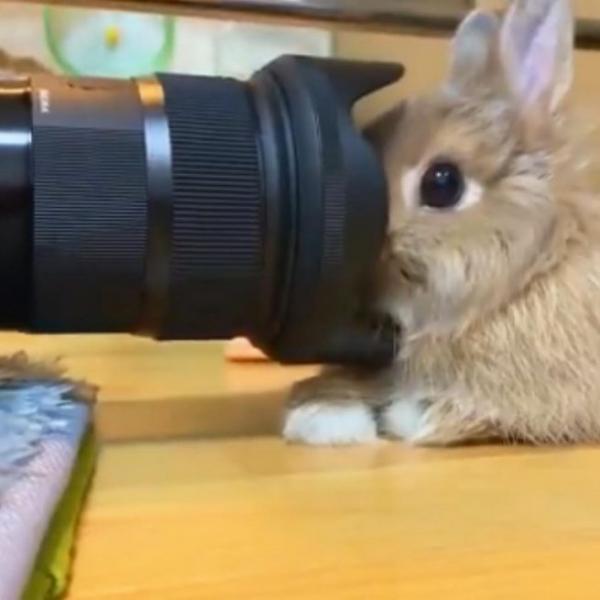 ウサギがカメラに慣れすぎた結果→「どんなに近づけても逃げなくなりました」「一眼レフに食べられる」