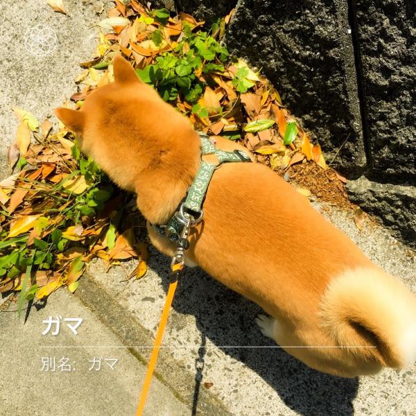 柴犬を“花にかざすと名前教えてくれるアプリ”で解析した結果→「何回か試したけどやっぱりガマだった」「完全に一致」
