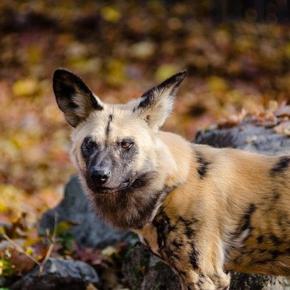 アフリカ一のハンター「リカオン」はマイナーな動物だけど狩猟能力がスゴい！ ｜ ガジェット通信 GetNews