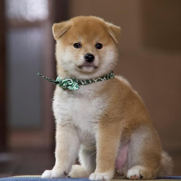 『和風総本家』のマスコット犬・豆助がミニ番組で帰ってくる！美しいニッポンを世界へ発信するMamesukeへ