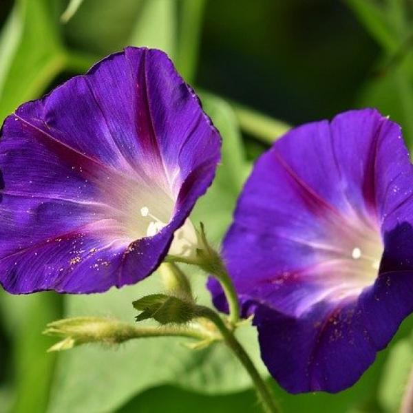 朝顔の花言葉はなに？爽やかな夏の朝のようなものからちょっと怖い花言葉まで