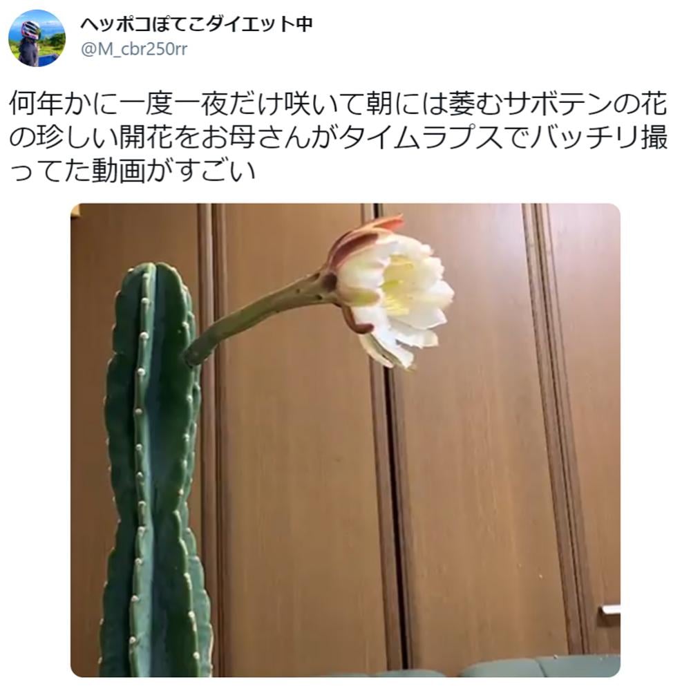 貴重映像！ 何年かに一度一夜だけ咲くサボテンの開花を収めたタイムラプスが息をのむ美しさ ｜ ガジェット通信 GetNews