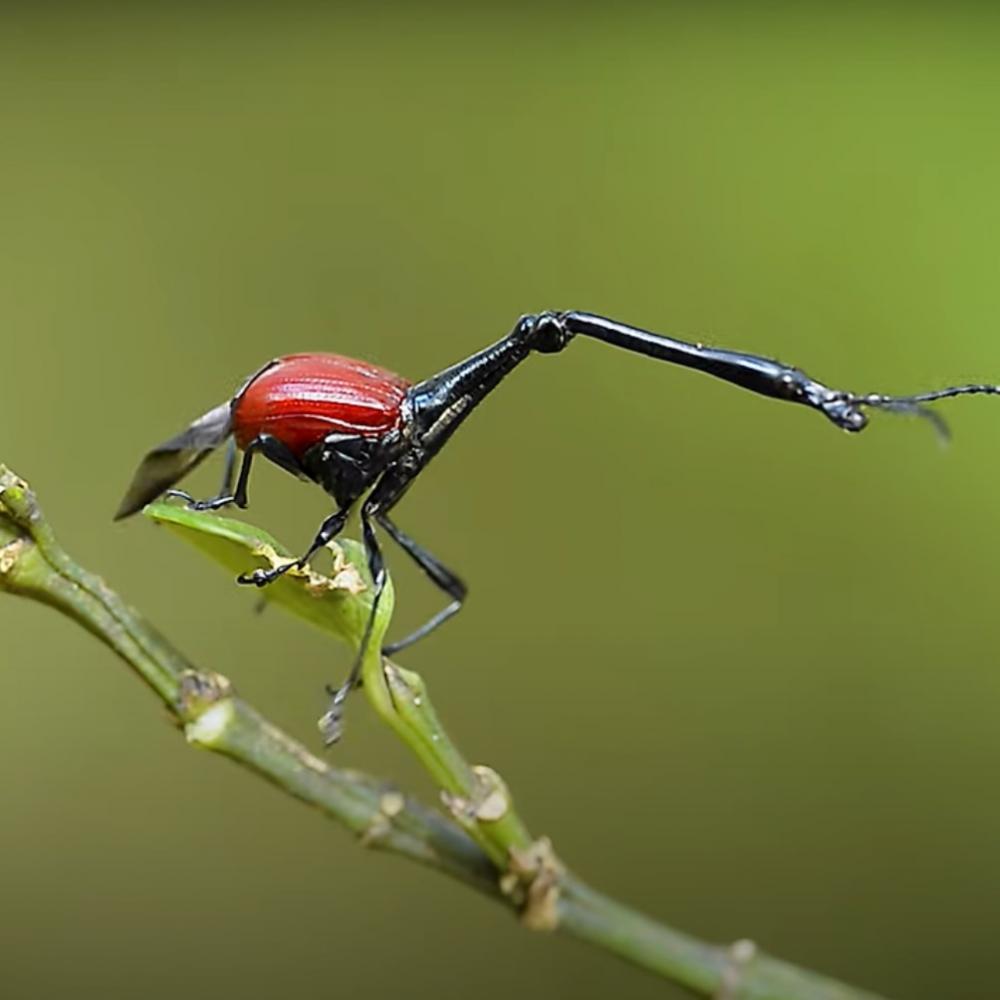 生命の神秘！キリンクビナガオトシブミがその名の通り首が長くて