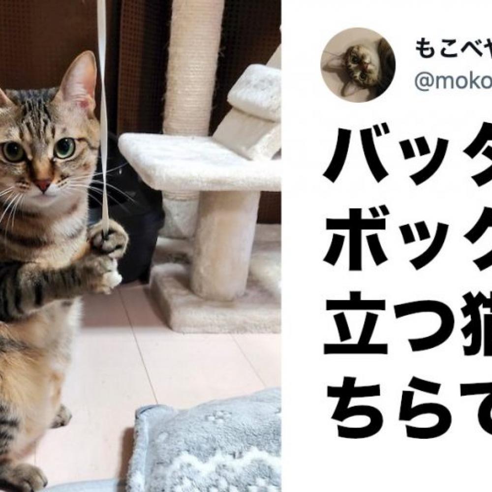 7万いいね】キジトラ猫さんが見せた「強打者の構え」が完璧すぎると ...