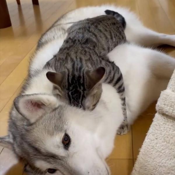【感動の再会】久しぶりに会った同居犬のシベリアンハスキーに全身でハグしに行っている猫。そんなふたりの再会は・・・、なんと一週間ぶり！！