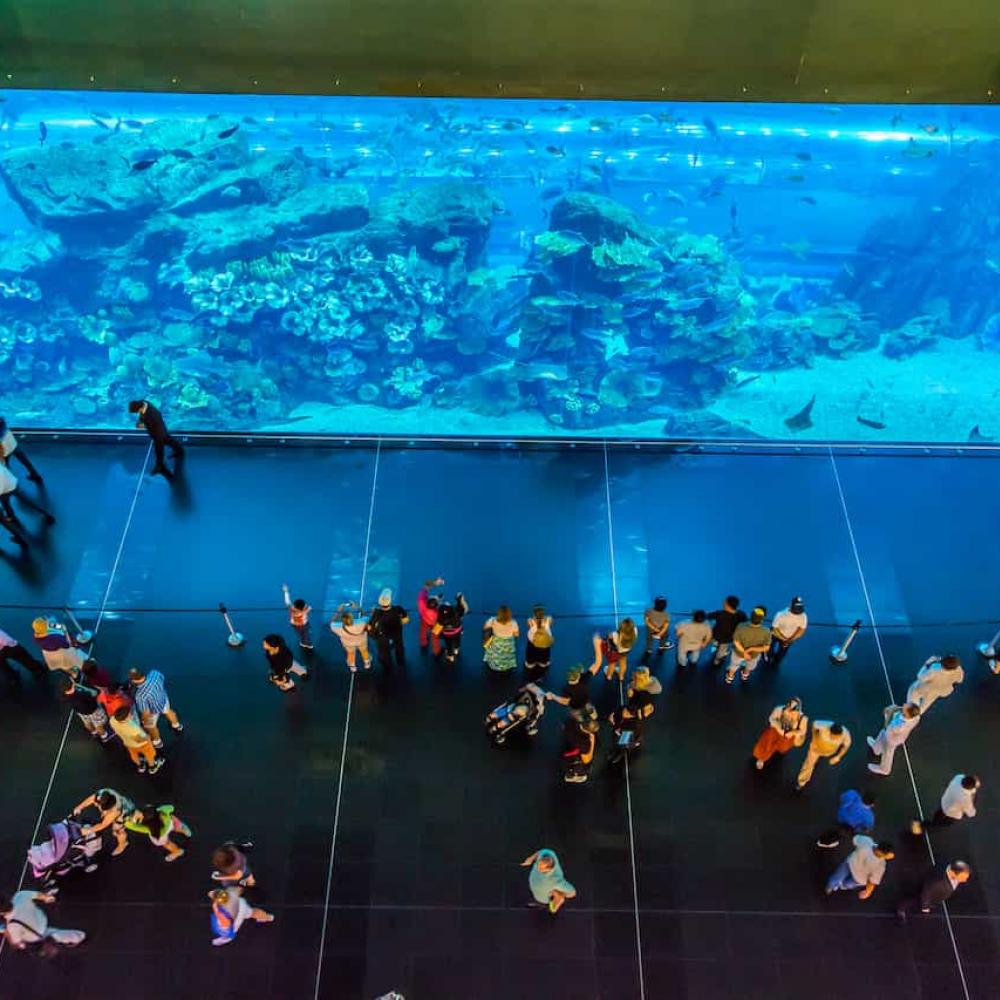 実は日本が世界一】世界の水族館でギネス記録を更新し続けているモノと