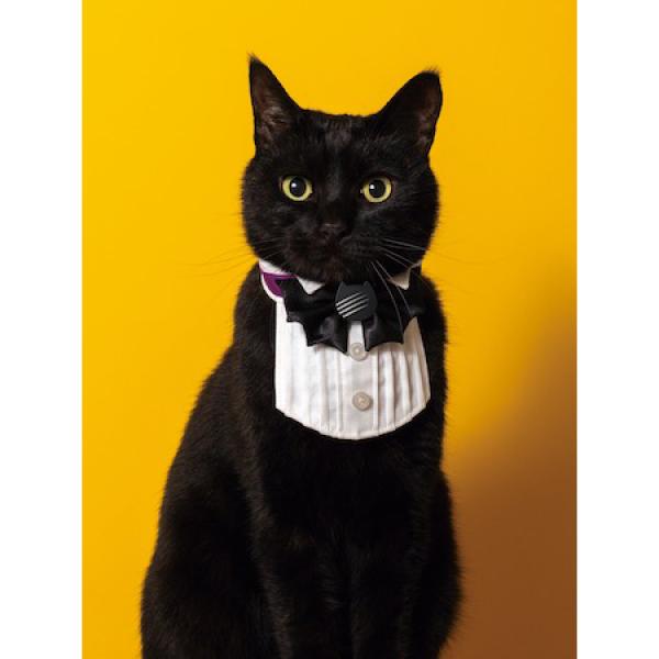CACAOCAT」から、ハロウィンを盛り上げる新しい猫パッケージの