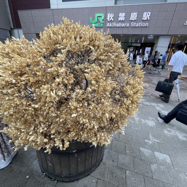 JR秋葉原駅前の植物が枯れる現象がネットで問題視 / 現地に行ってみた