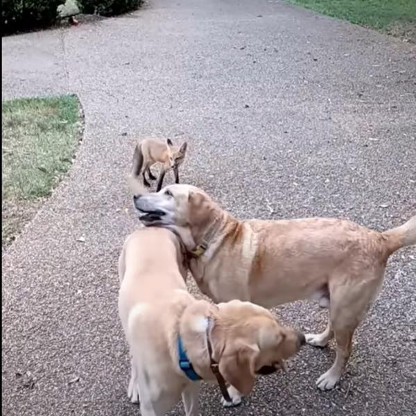 一時的に保護していた子キツネ、野生に戻った後も仲良くなった犬たちと遊ぶために毎日のように遊びに帰ってくる！【アメリカ・動画】