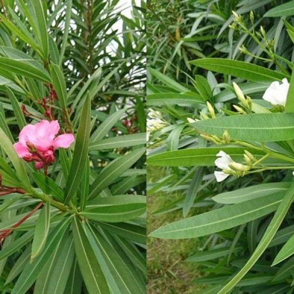 【注意喚起】案外身近な場所にも植えてある…毒性が凄まじい『夾竹桃（きょうちくとう）』に要注意！