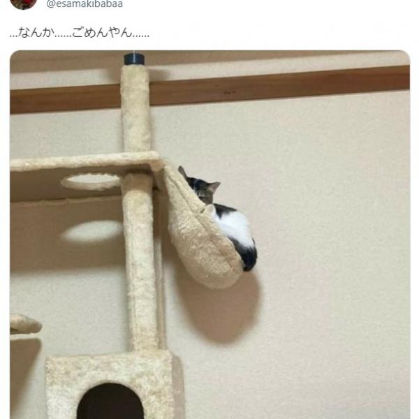 キャットタワーってそんな使い方もあるんだ…!? 絶妙バランスですっぽり収まる猫に爆笑