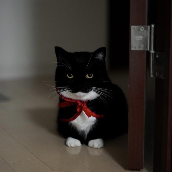 おそろしすぎる・・。ハロウィンでドラキュラの仮装をする猫が、怖いほどかわいいと話題に！！