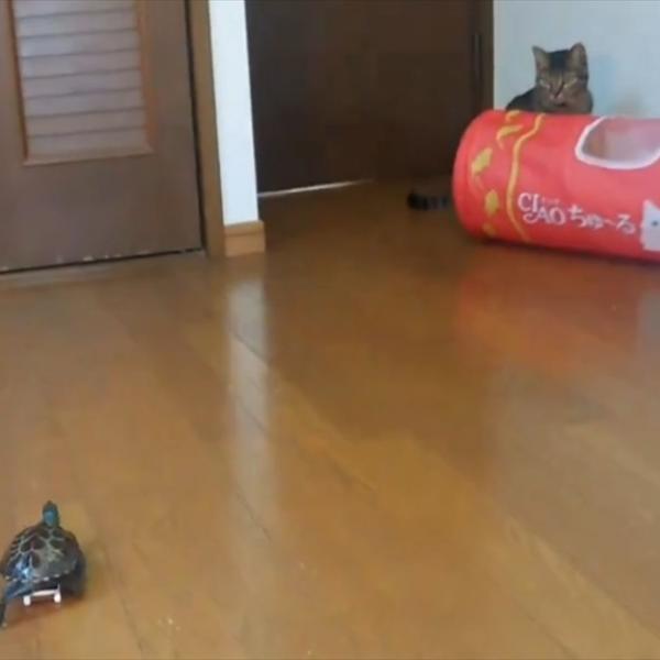 スケートボードに乗ったクサガメ。大好きな猫を見つけた瞬間・・、ダッシュで向かうのがかわいすぎる！！