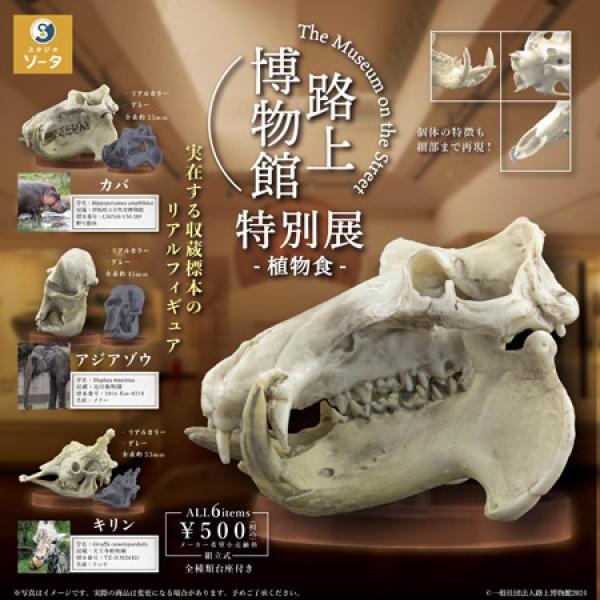 動物　頭骨 標本 3477112.jpg