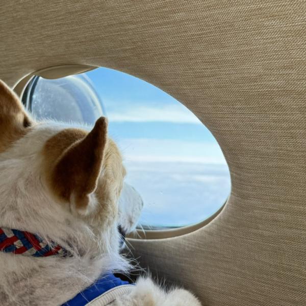 日本の航空会社に大絶賛！ 飛行機に犬猫ペットを乗せていいぞ！ もちろん客室で一緒に座っていいぞ！