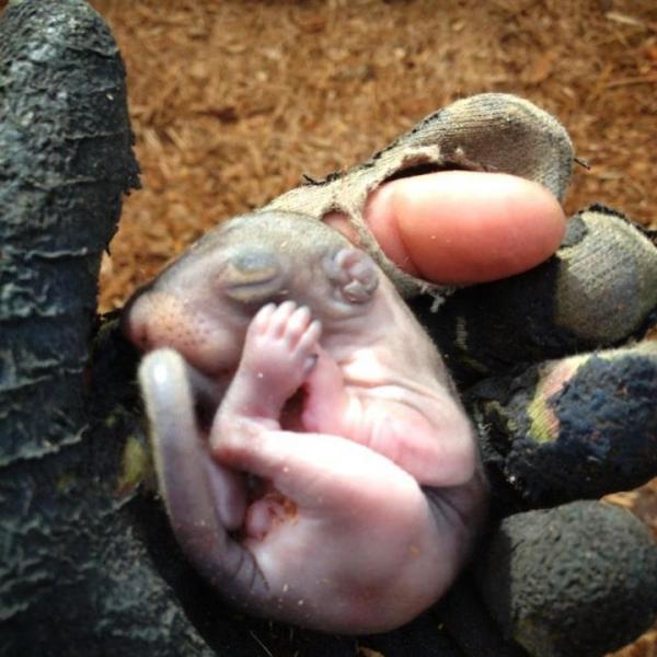 買ってきたガーデニング用の腐葉土の中に何かの“赤ちゃん”が！一体なぜこんなところに！？保護して育ててみると