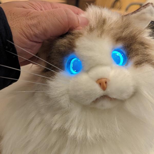 目の表情と動きがリアルなペットロボット「KIMIT ラグドール