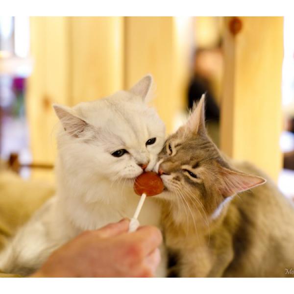 猫と過ごす癒しのひと時を届ける「猫カフェMOCHA」が、名古屋2店目を