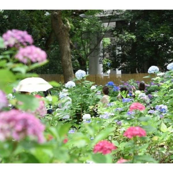 水彩画ジクレー版画「筥崎宮あじさい苑」（福岡市）