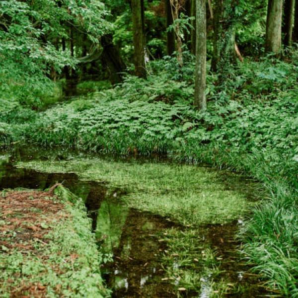 【福島県旧表郷村(白河市)】北半球でここにだけ自生する「ビャッコイ」を探して